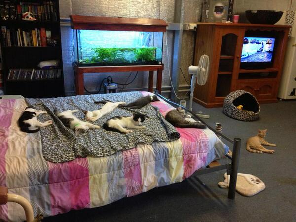 HunterValleyCat's tweet photo. what do you guys think to our purpose built Kitten flat? A home till a fuever home is found #rescue #cats http://t.co/eBzbg432Kh
