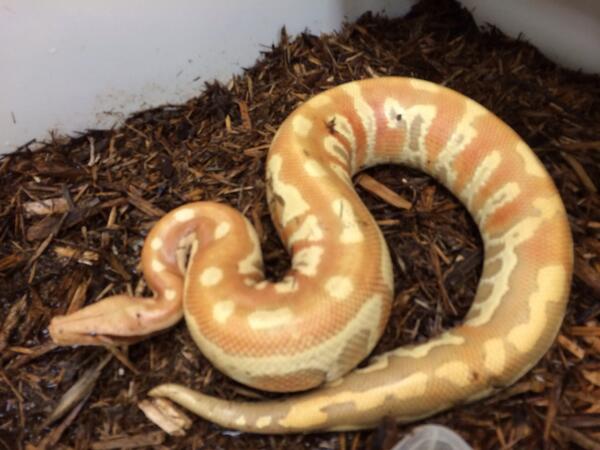 SnakeBytesTV's tweet photo. This picture was a second before it struck at me and knocked the phone out of my hand! #ScarySnake http://t.co/NcnVpgrWTn