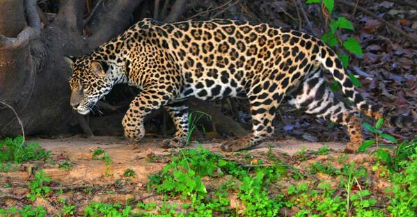 CatieMong's tweet photo. Did you know that the Pantanal is one of the best places in the world to spot a jaguar? #pantanalsafari http://t.co/3cb94XnMtc