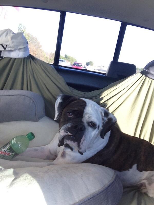 My co-pilot on the drive out to AZ.