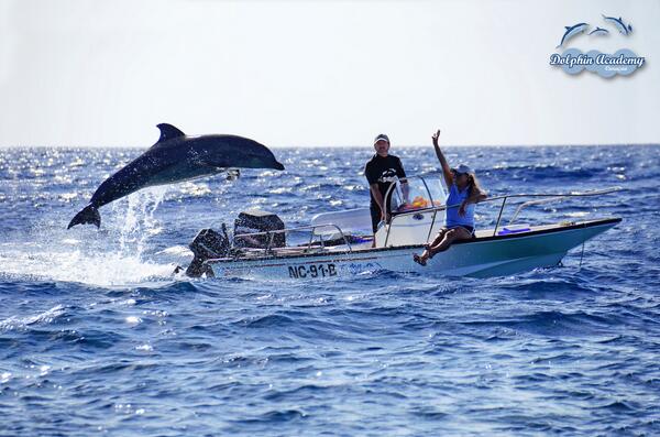 DolphinAcademy's tweet photo. Kayena jumping during one of her excursions to the open ocean, accompanied by Angelique and George on the boat. http://t.co/avwbG1Fcm1
