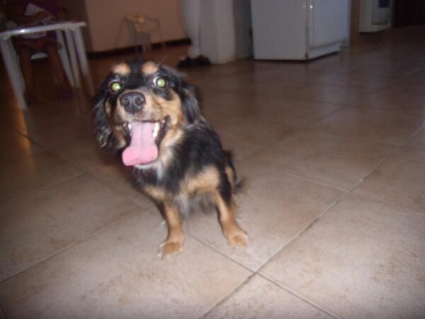 En adopción cachorra 8 meses tamaño: pequeño juguetona, obediente y tímida. Caracas, 04241064182.  vía @Angelespazb