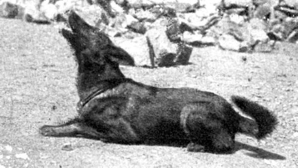 PastorAleman110's tweet photo. Irma v. Flugelrade (Hembra Pastor alemán del 1908) http://t.co/OktyoNzckR