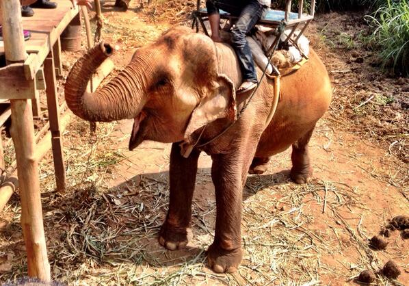 GuitarmanDan's tweet photo. Just awesome. #elephants http://t.co/KAe5zLEF2n