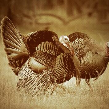 RobertDraper8's tweet photo. RT if you're ready for turkey season! http://t.co/dxBfssPTGh