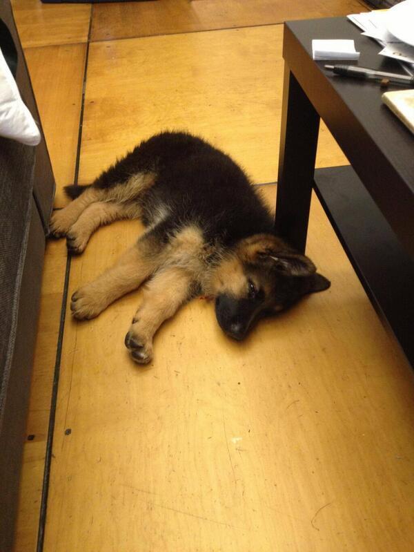 iLovePupsDaily's tweet photo. Sleep German Shepard pup http://t.co/BdK7JY5udG