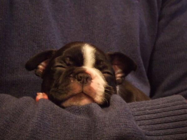 CooperTheBoston's tweet photo. Ooh not been on for a while cause I've had to deal with a Baby Boston in the house!!
*Grunt* *Snort* http://t.co/UpIrnMUY4k