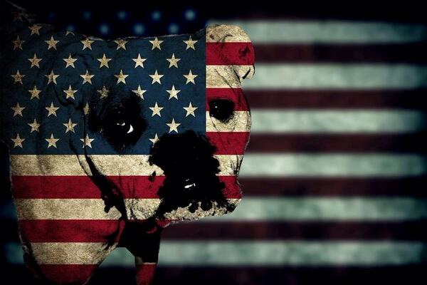1BaldEgo1's tweet image. #bulldog #Displacementmaps #photoshop #photography #awesome #america