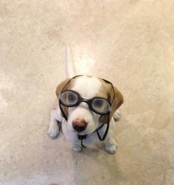 Giggle_water's tweet image. Juno makes me happy @Fratelli_Wines #BombayLocal @smallfryco