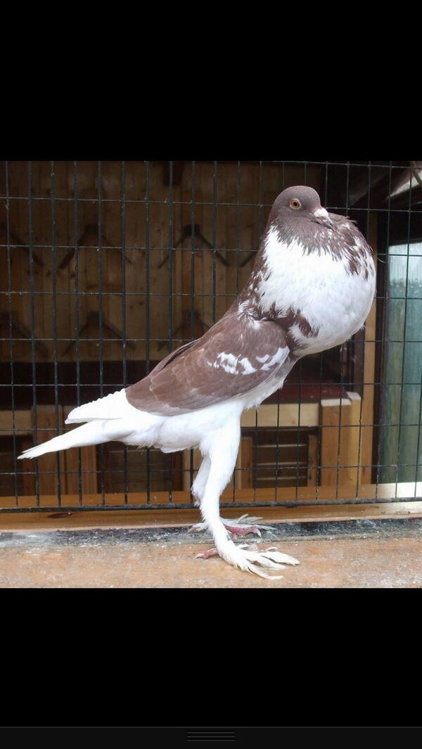 <a href="/_NotSoBright/">Jackson Bright</a> <a href="/Cheddsy/">Ben Kennedy</a> <a href="/aaronhutchison1/">aaron hutchison</a> bros found this pic of Morgo on his myspace wall. #tomanyjabs #wedweightnite