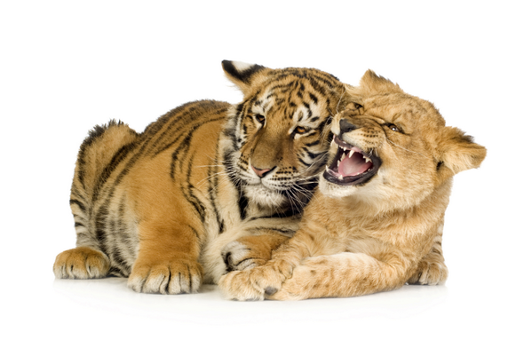 Pick a side: lions or tigers?