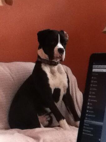 Maddyh2018's tweet photo. This dog is such a human !!! @Dhoyda60 http://t.co/tvsXlidpuf