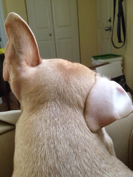 I just love her ears http://t.co/k6bJodGFW2<a href="/tag/nofiltershow"class="tags"><span>#nofiltershow</span></a>