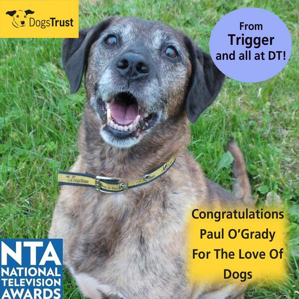 Dogs Trust 💛🐶 tweet media