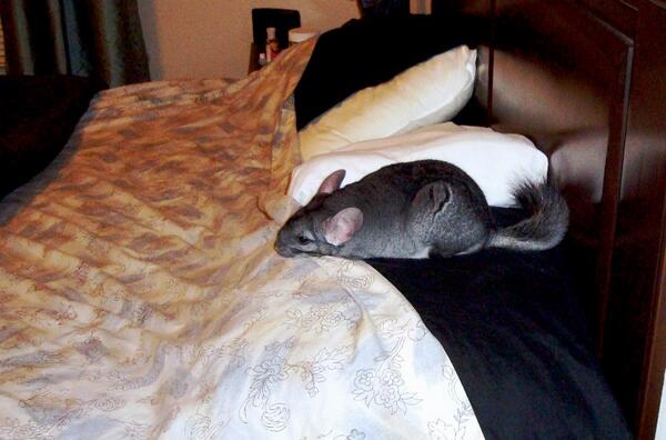 shfluff's tweet image. I fell asleep on mom's bed with my eyes open again.I don't know how I manage to do this, but it happens all the time!