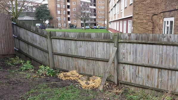 Gardener Stephen showing me how to use straw and brick to stop foxes digging up plants @ Roupell Park allotments - JL