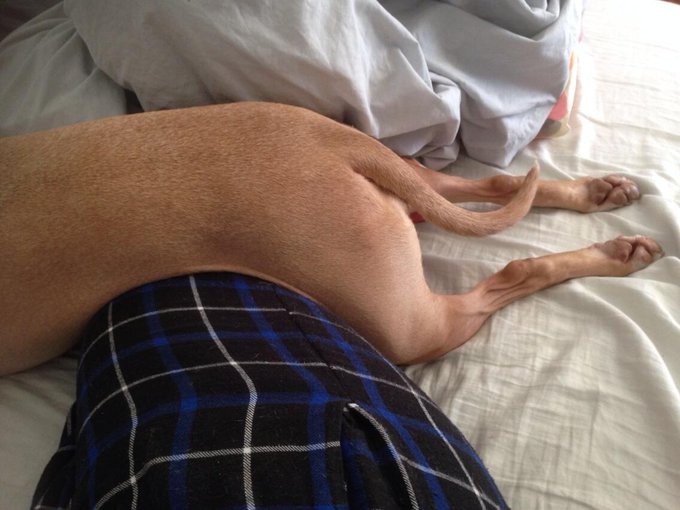 This is how Delilah has decided to cuddle today http://t.co/dkqDpZ9FTr<a href="/tag/nofiltershow"class="tags"><span>#nofiltershow</span></a>