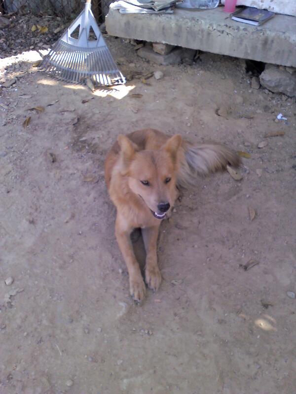 PerroUsuario's tweet photo. #MARACAY Lucero necesita hogar #URGENTE Esterilizada 04162451710.Corre peligro ¡Sigue hermosa! http://t.co/jaKFwoEg2a via @maryfercar