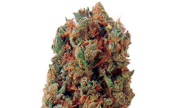 HIGH_TIMES_Mag's tweet photo. Problem: #ADD/ADHD| #StrainSolution: G-13 Haze—http://t.co/cebo2LZ1of http://t.co/idooZvWJDT