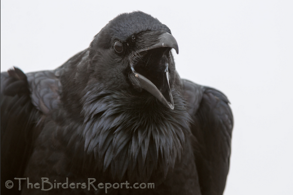 RandallsCottage's tweet image. RT: @Hyacinth39: #Corvids Spectacular shot of Common #Raven, Golden Gate Raptor Observatory by Larry Jordan  #crowtalk