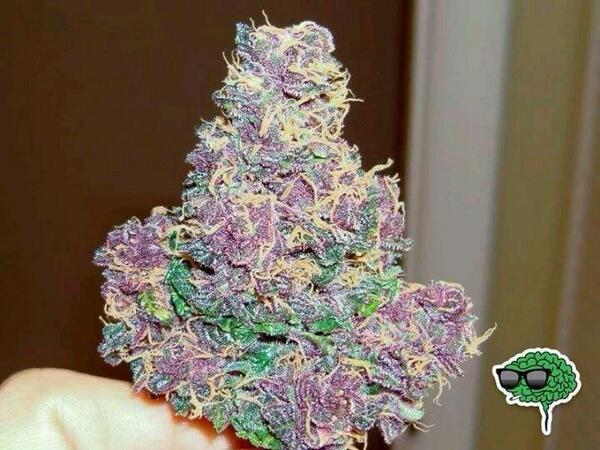 loopsy_laa's tweet image. #Weed porn,,#StonerNation #highlife ;)