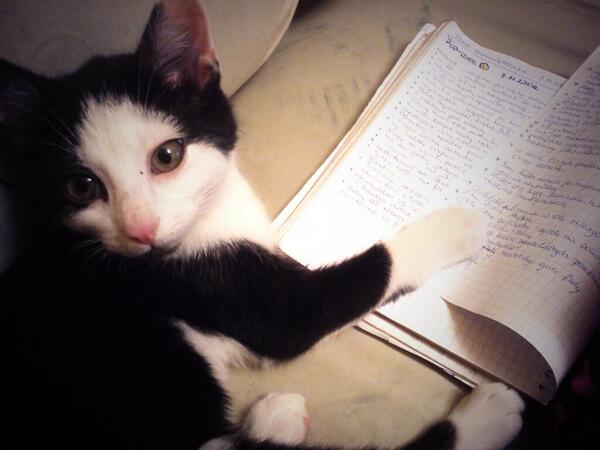 nadmarioneta's tweet image. Pan Kot pisze razem ze mną :) #sesja #PanKot