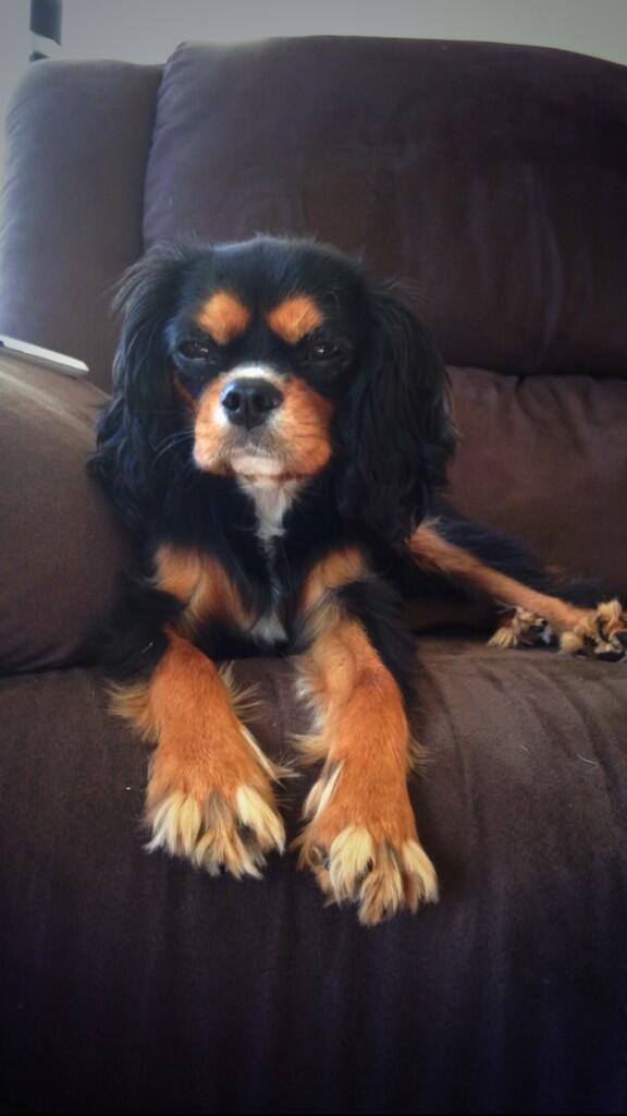 lizzy_woosey's tweet photo. #TopPets #Lola http://t.co/ROfEgSpFWa