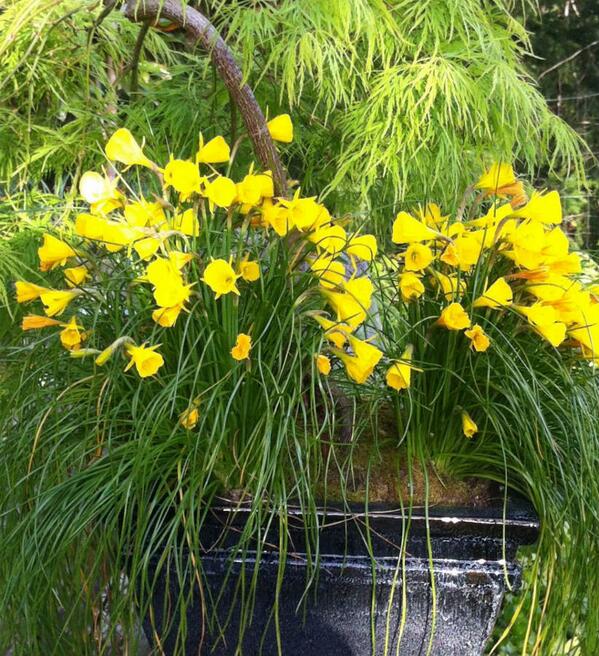 new blog on Narcissus bulbicodium 'Golden Bells'. #daffodil #narcissus #ssigardens look here. saltspringgardens.com/1/post/2014/01…