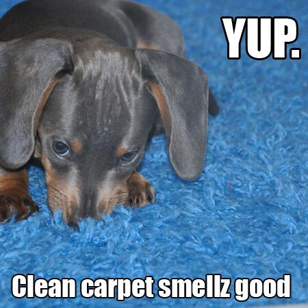 charnbigred's tweet photo. Clean #carpets look and feel good too! Call us today. @BigRedPteLtd #carpetcleaning http://t.co/9DPzeQH9nB
