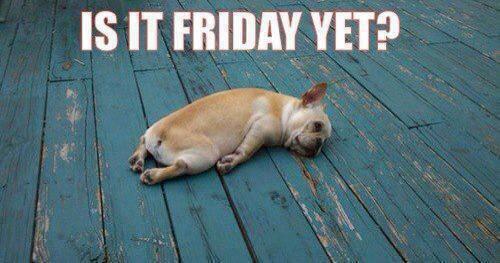 sixtydogs's tweet image. long weekend just around the corner.....happy aust day all! #sixtydogs #TGIF