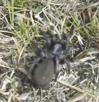 Is this a Mouse spider or a Sydney funnel web perhaps? I'd really appreciate some help Identifying it,