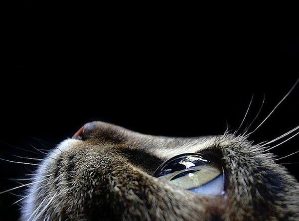 _Paisajes_'s tweet photo. Mirada felina http://t.co/iHtjVQGxAk