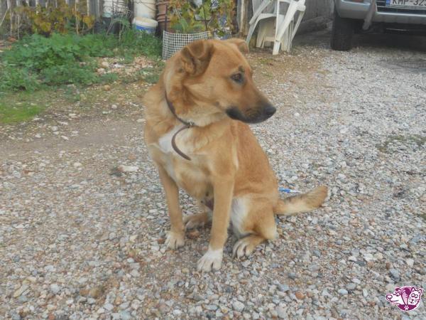 ΧΑΡΙΖΕΤΑΙ ΗΜΙΑΙΜΗ ΛΥΚΟΣΚΥΛΙΤΣΑ... adespoto.gr/index.php?opti… #AdoptableDog #adespoto