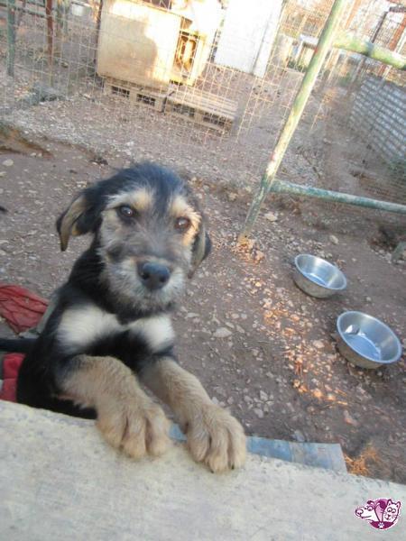 Αρτσι! Υπεροχος κουταβογκριφονακος!... adespoto.gr/index.php?opti… #AdoptableDog #adespoto