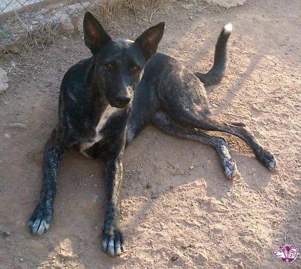 Η αρχοντική Φρίντα ψάχνει οικογενεια!... adespoto.gr/index.php?opti… #AdoptableDog #adespoto