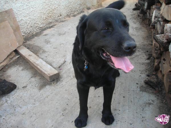 Λαθρεπιβάτης στο Προαστιακό adespoto.gr/index.php?opti… #AdoptableDog #adespoto