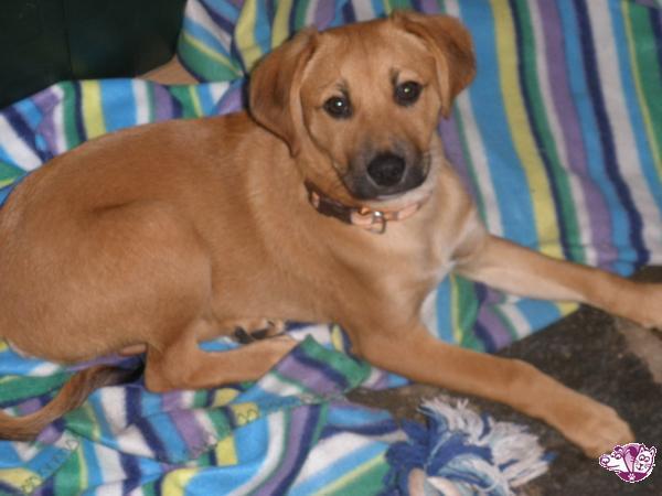 O μικρος Ταρτούφος δίνεται για υιοθεσια!... adespoto.gr/index.php?opti… #AdoptableDog #adespoto