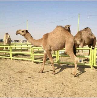 للبيع قعود اشعل طيب داخل لقي السوم عليها 35000الف الموقع حفر الباطن للتواصل مع راعي القعود ابومزيد0554546777