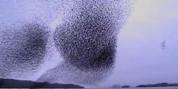 ohhtessa's tweet photo. "@ThoughtCatalog: Women on canoe trip catch video of spontaneous, awe-inspiring "murmuration": http://t.co/vBDyG56RrE http://t.co/jM6OnYf8Ui