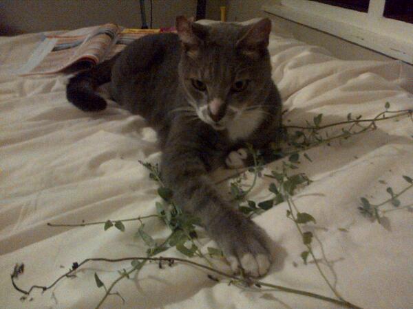 TimmothyRobin's tweet photo. This was some goooood cat nip! Thanks @MeyerDuncan http://t.co/1jlOHSlnoe