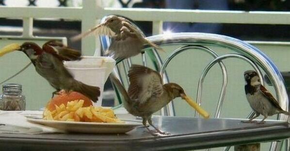 Wikipapas's tweet photo. Astutos pájaros robándose unas papas fritas http://t.co/PBwtPU5CDO