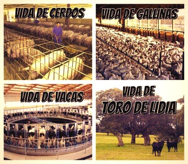 Antitaurinos una imagen vale más que mil palabras, fijaros en esta ¿nada que decir verdad?........RT.