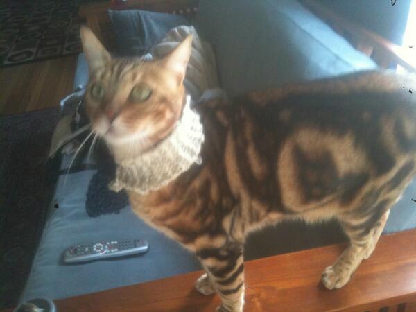 Rockabilly03's tweet photo. Sporting the latest fashion, soft on the outside but a natraul killing instinct on the inside #bengals #scarves http://t.co/HYmM9ZcyJB