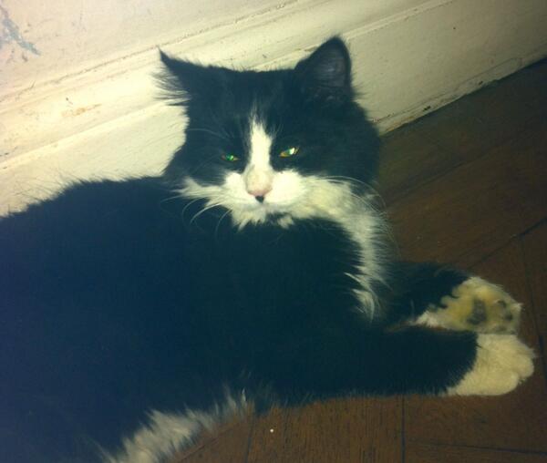 Annalisap's tweet image. @WildHackney : Help! Our cat missing after night fight with unidentified wild beast in garden.Hackney foxes eat cats?