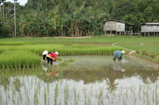 hydroexpert's tweet photo. Far Eastern countries raised fish such as oriental loach, swamp eel, carp &amp; pond snails in their rice paddies. http://t.co/DL9Jd4qOjj