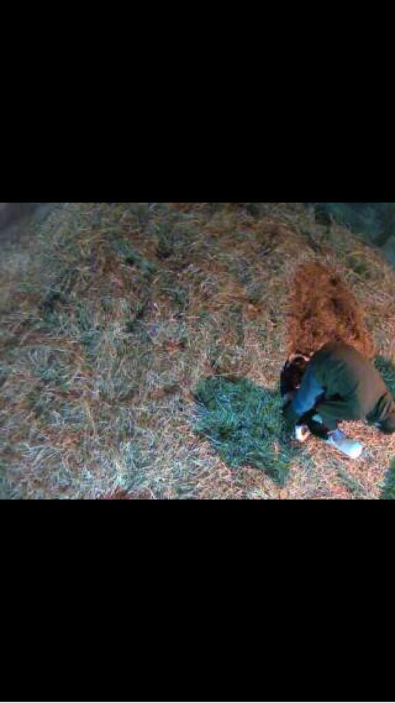 MaroonRover's tweet image. The Pearson getting the first few litres of Beestings into the calf #Legend #Heifer #FuturePotential @Sambrondanw