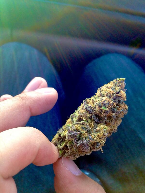 KushDailyBlog's tweet image. Brb...