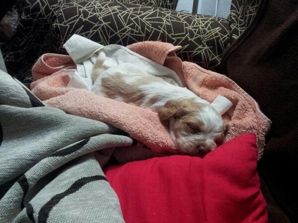 miregg90's tweet photo. La familia aumenta...Bienvenido a casa Pimpo Cano Gutierrez :-) http://t.co/oC3aUavthw
