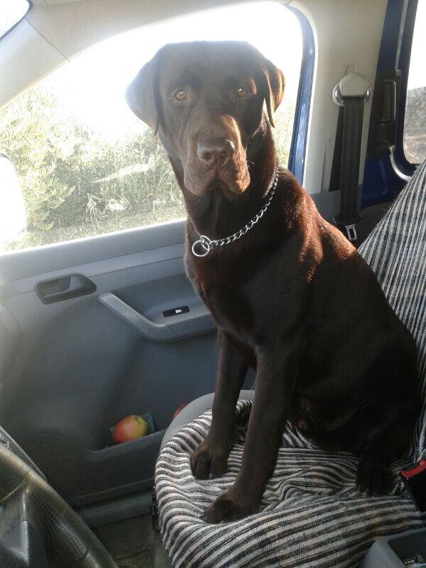 BueLuis's tweet photo. Mi copiloto negro http://t.co/K2DMkQZo4g