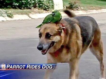 cherfy's tweet photo. Justin Bieber being arrested is the most important news? 

I disagree http://t.co/rqpA7r55Ux